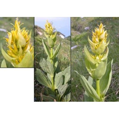 Gentiana lutea subsp. vardjanii Wraber 