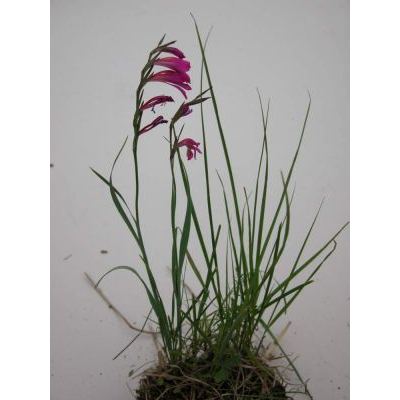 Gladiolus illyricus W.D.J.Koch 