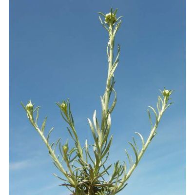 Helichrysum litoreum Guss. 