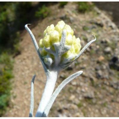 Helichrysum pendulum (C. Presl) C. Presl 