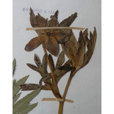 Helleborus bocconei Ten. subsp. bocconei 