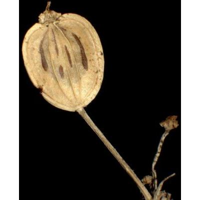 Heracleum sphondylium L. subsp. sphondylium 