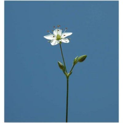Minuartia verna subsp. collina (Neilr.) Domin 