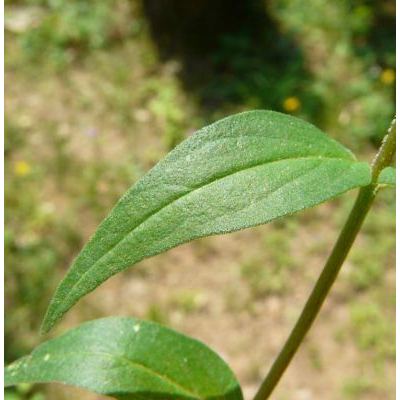 Melampyrum pratense L. subsp. pratense 