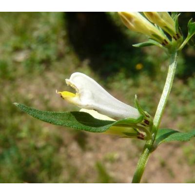 Melampyrum pratense L. subsp. pratense 