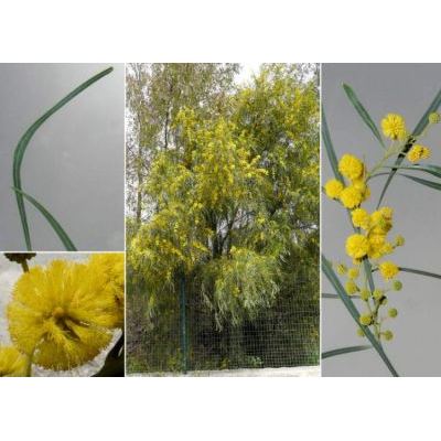 Acacia pycnantha Benth. 