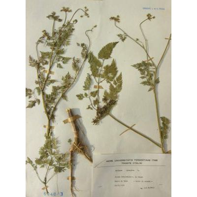 Aethusa cynapium L. subsp. cynapium 