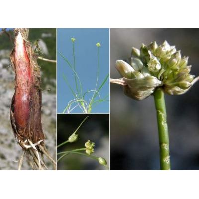 Allium horvatii Lovric 