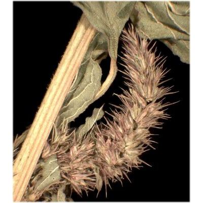 Amaranthus powellii S. Watson 