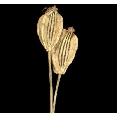 Angelica sylvestris L. subsp. sylvestris 