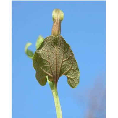 Aristolochia rotunda L. subsp. rotunda 