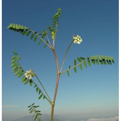 Astragalus boeticus L. 