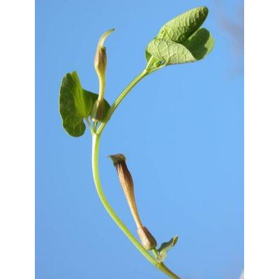 Aristolochia rotunda L. subsp. rotunda 