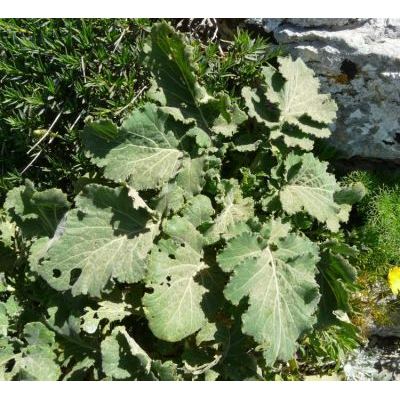 Brassica villosa Biv. subsp. drepanensis (Caruel) Raimondo & Mazzola 