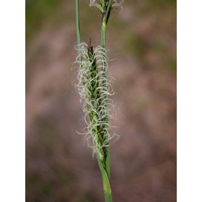 Carex elata All. subsp. elata 
