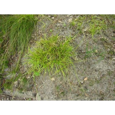 Carex pilulifera L. subsp. pilulifera 