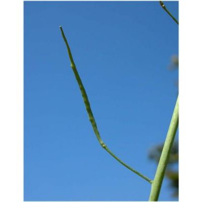 Brassica napus L. subsp. napus 