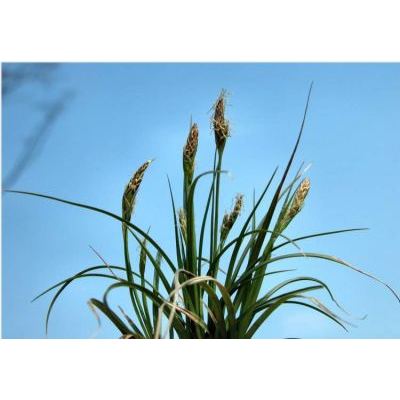 Carex praecox Schreb. 