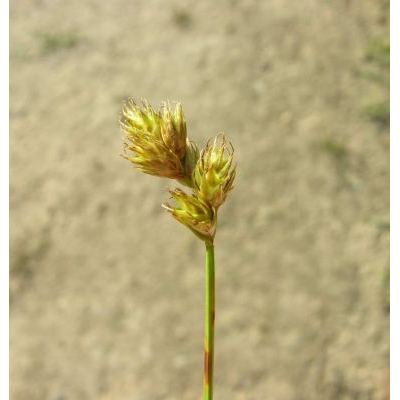 Carex leporina L. 