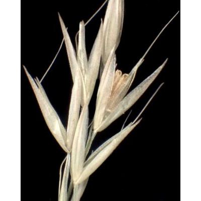 Calamagrostis arundinacea (L.) Roth 
