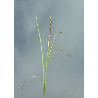 Carex acuta L. 