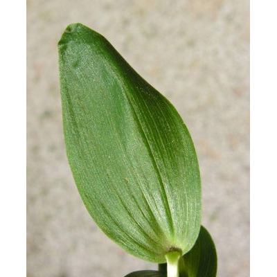 Cephalanthera damasonium (Mill.) Druce 