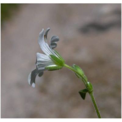 Cerastium carinthiacum Vest subsp. carinthiacum 