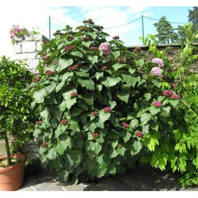 Clerodendrum bungei Steud. 