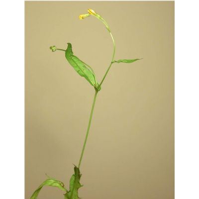 Crepis neglecta L. 