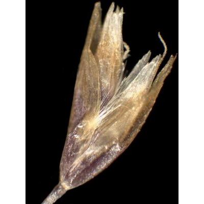 Deschampsia cespitosa (L.) P. Beauv. subsp. cespitosa 