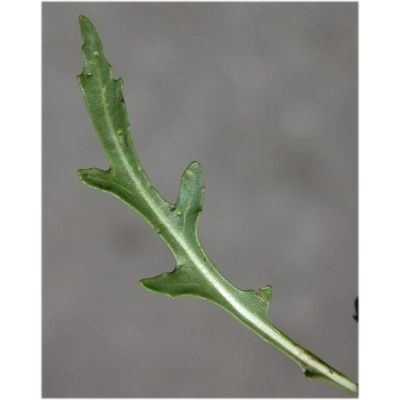 Diplotaxis tenuifolia (L.) DC. 