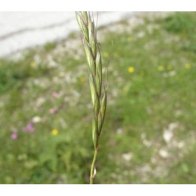 Elymus caninus (L.) L. subsp. caninus 