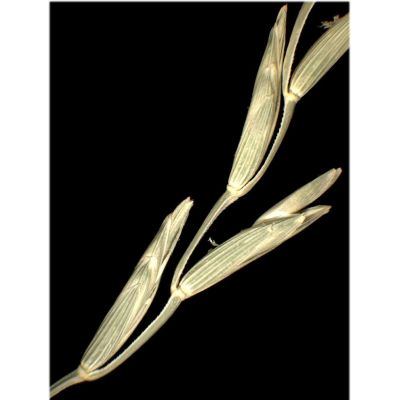 Elymus hispidus (Opiz) Melderis subsp. hispidus 