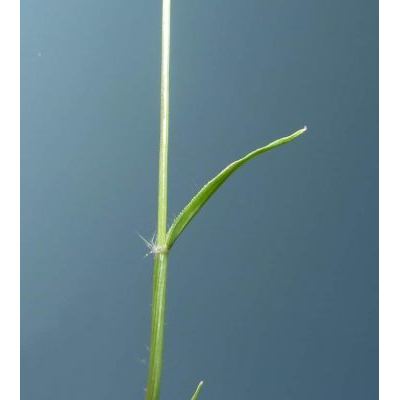Eragrostis minor Host 