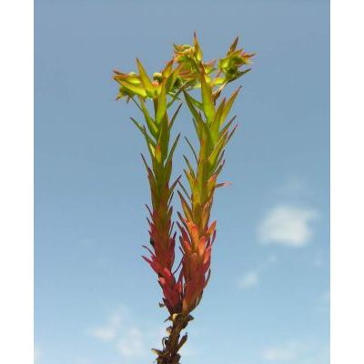 Euphorbia exigua L. subsp. exigua 