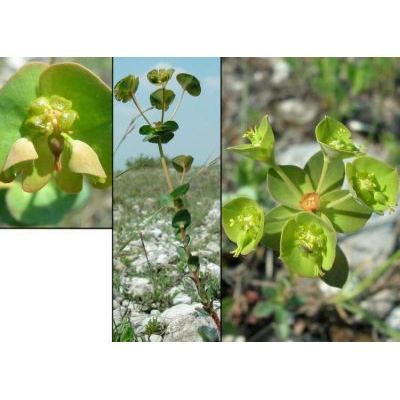 Euphorbia kerneri Huter ex A.Kern. 