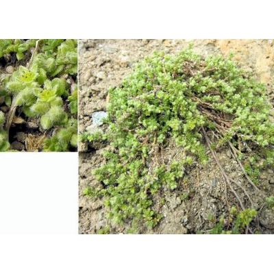 Herniaria alpina Chaix 