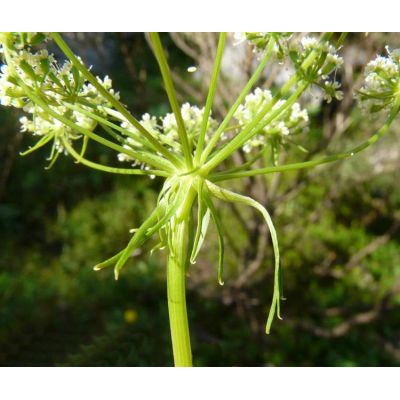 Hladnikia pastinacifolia Rchb. 