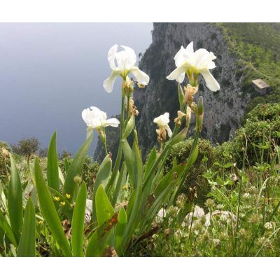 Iris florentina L. 
