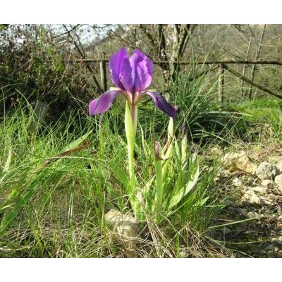 Iris lutescens Lam. 