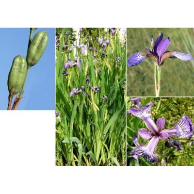 Iris sibirica L. 
