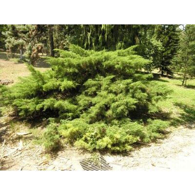 Juniperus chinensis L. 