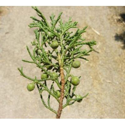 Juniperus chinensis L. 