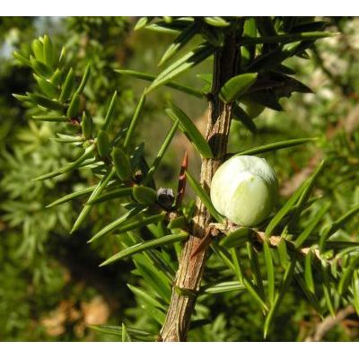 Juniperus oxycedrus L. subsp. oxycedrus 