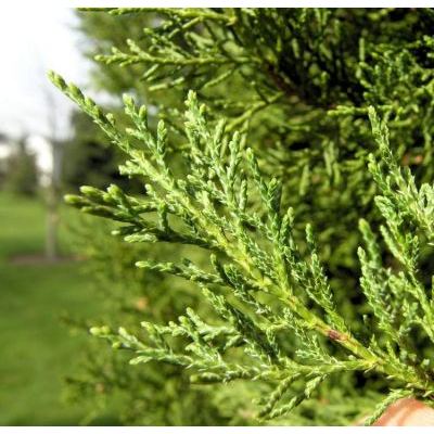 Juniperus virginiana L. 