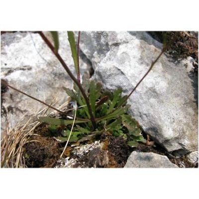 Kernera saxatilis (L.) Sweet subsp. saxatilis 