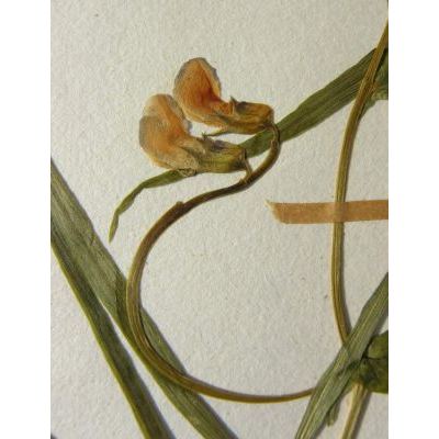 Lathyrus vernus subsp. flaccidus (Kit.) Arcang. 