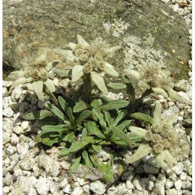 Leontopodium nivale subsp. alpinum (Cass.) Greuter 