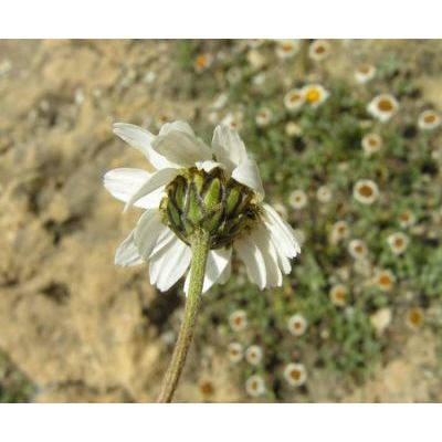 Leucanthemopsis alpina (L.) Heywood 