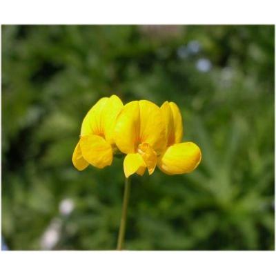 Lotus corniculatus L. subsp. corniculatus 